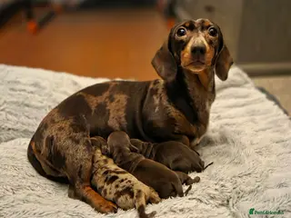 Miniature Dachshund dogs 2 Gorgeous Miniature Dachshund puppies- PRA clear - Advert 2