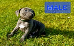 Staffordshire Bull Terrier dogs for sale: CHUNKY blue Staffordshire bull terror puppys - Image 2