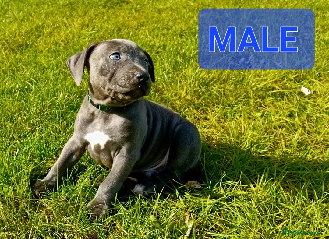 Staffordshire Bull Terrier dogs for sale: CHUNKY blue Staffordshire bull terror puppys - Image 2