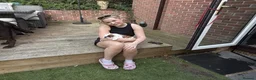 English Bulldog dogs for sale: Champion Line KC Bulldog Puppies Health Tests - Advert 11