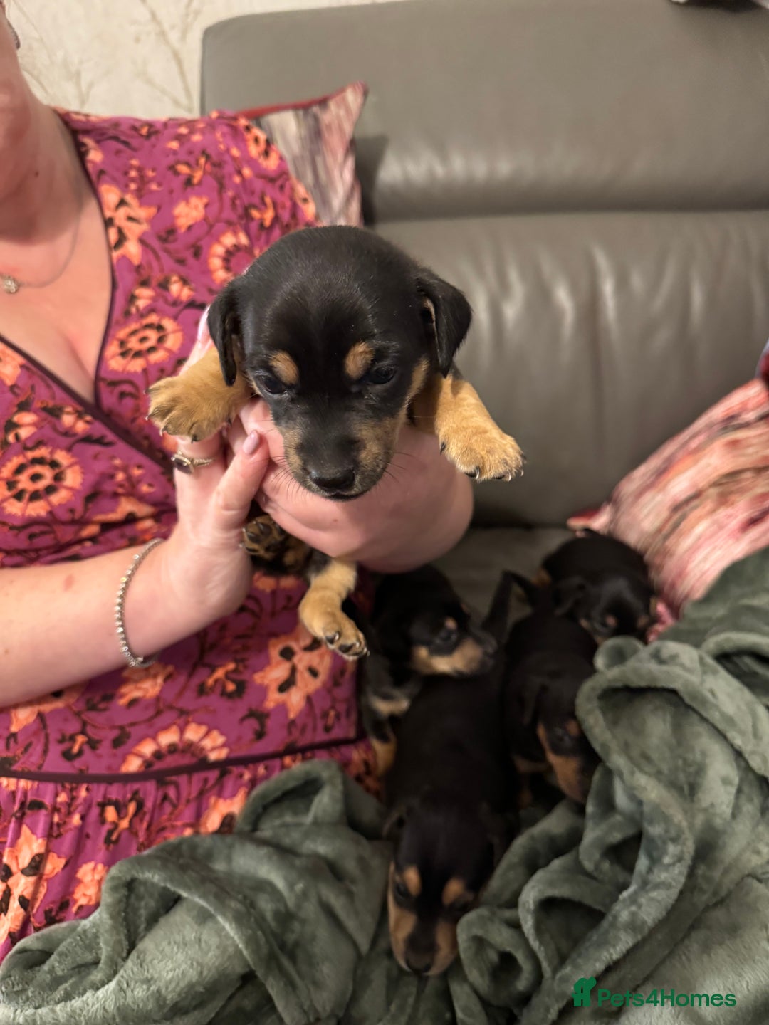 Jack Russell dogs for sale: Miniature Jack Russell pup - Image 9