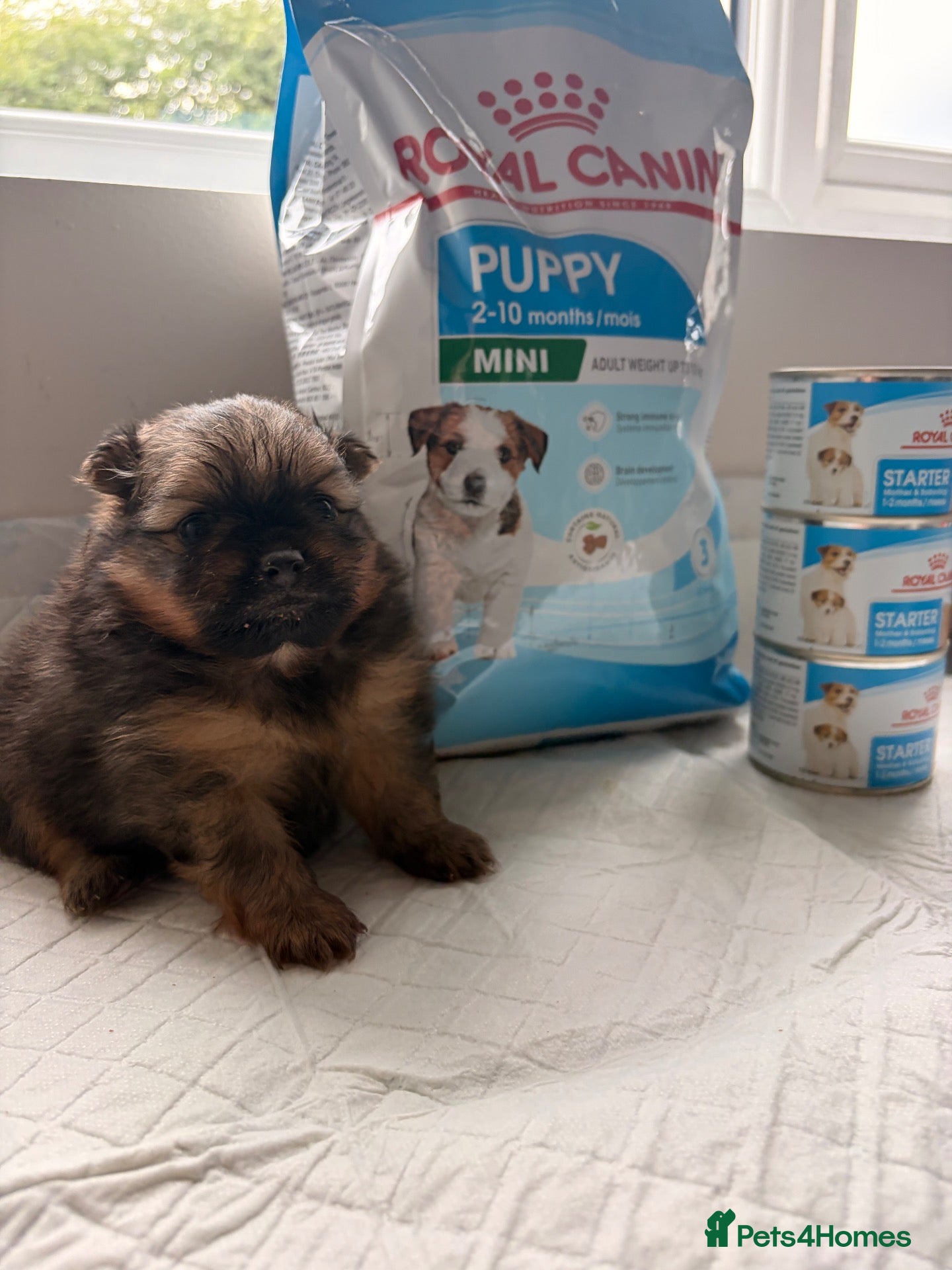 Pomeranian dogs One precious Baby boy pucci 🩵 - Advert 9