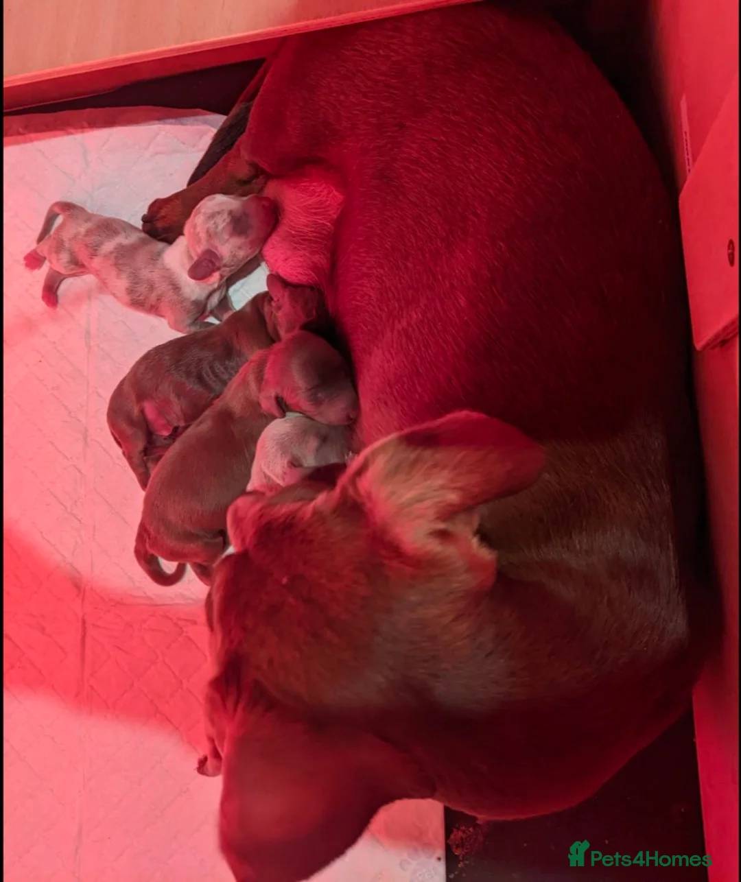 Miniature Dachshund dogs for sale: Extensively health tested mini dachshund puppies. - Advert 12