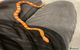 Corn Snake reptiles for sale: 15 Month Old Corn snake with set up  - Image 5