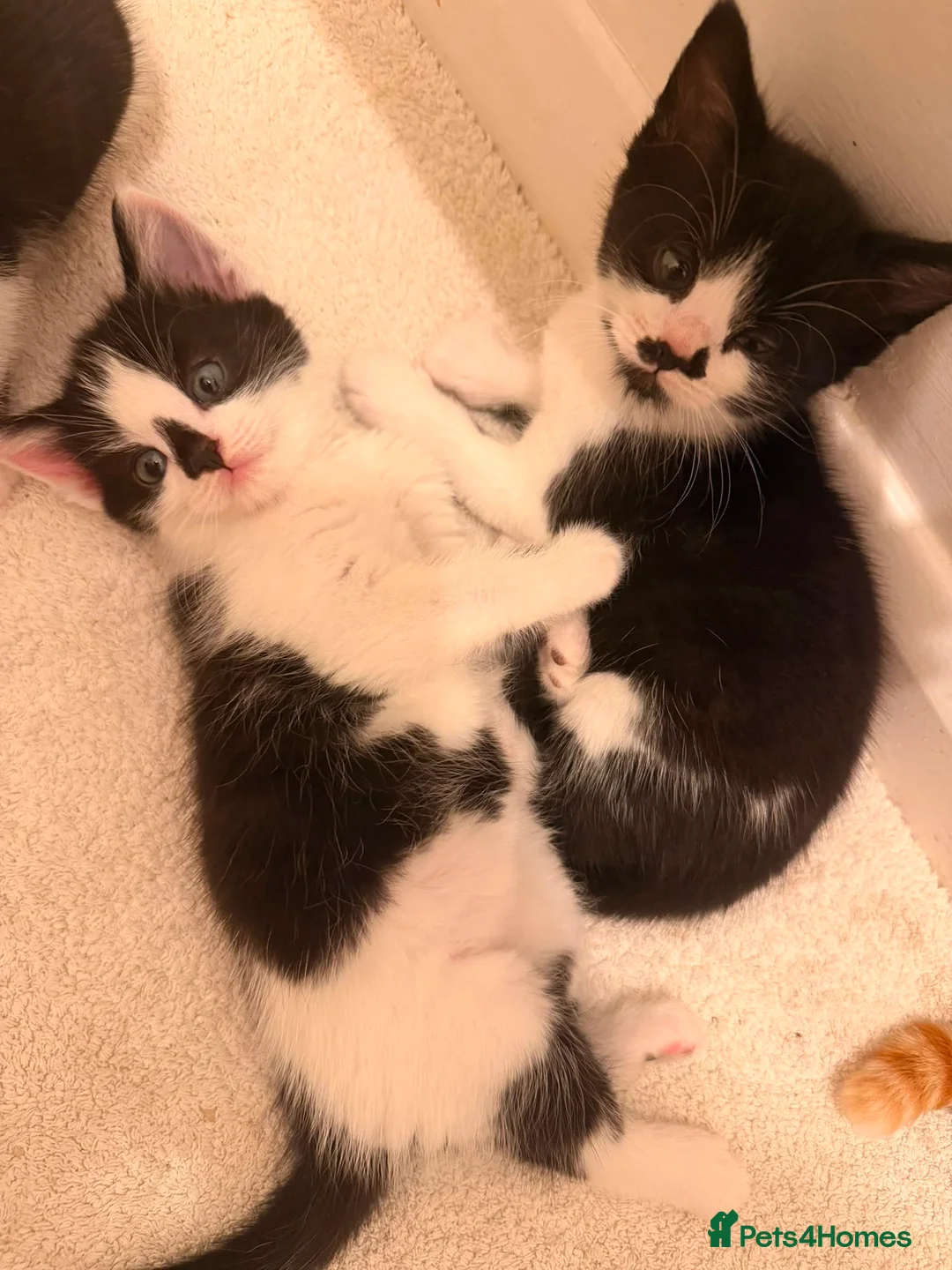 Mixed Breed cats for sale: 5 kittens  - Advert 2