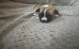 Chug dogs for sale: Chihuahua/chug puppies - Image 11