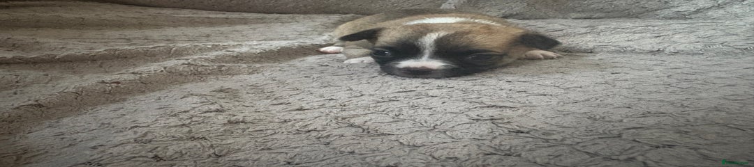 Chug Puppy 2