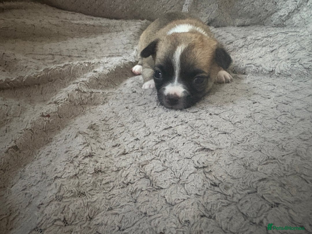 Chug dogs for sale: Chihuahua/chug puppies - Image 11