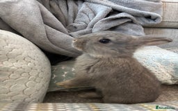 Mini Lop rabbits for sale: 2 grey mini lip boys  - Image 9