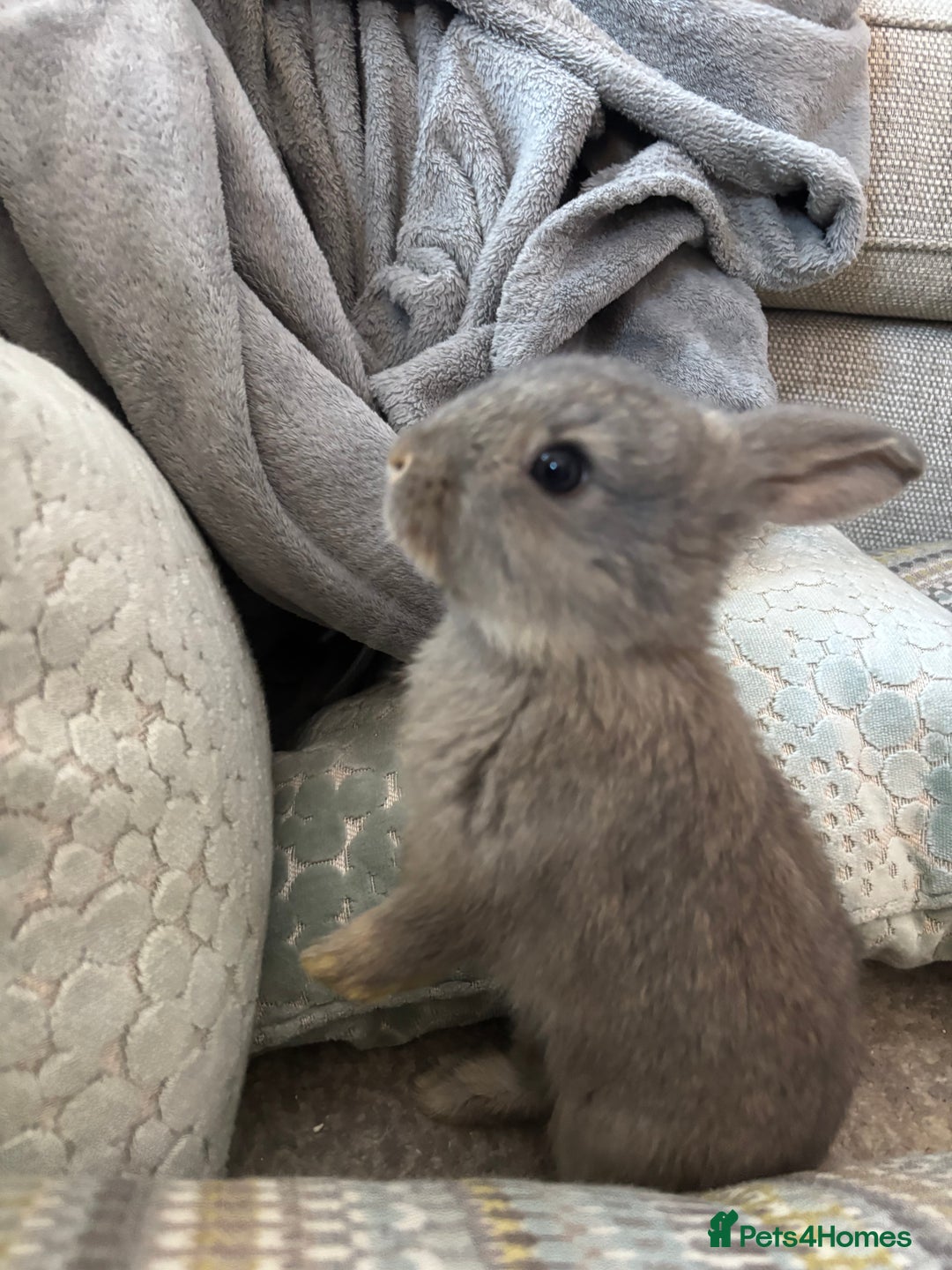 Mini Lop rabbits for sale: 2 grey mini lip boys  - Image 9