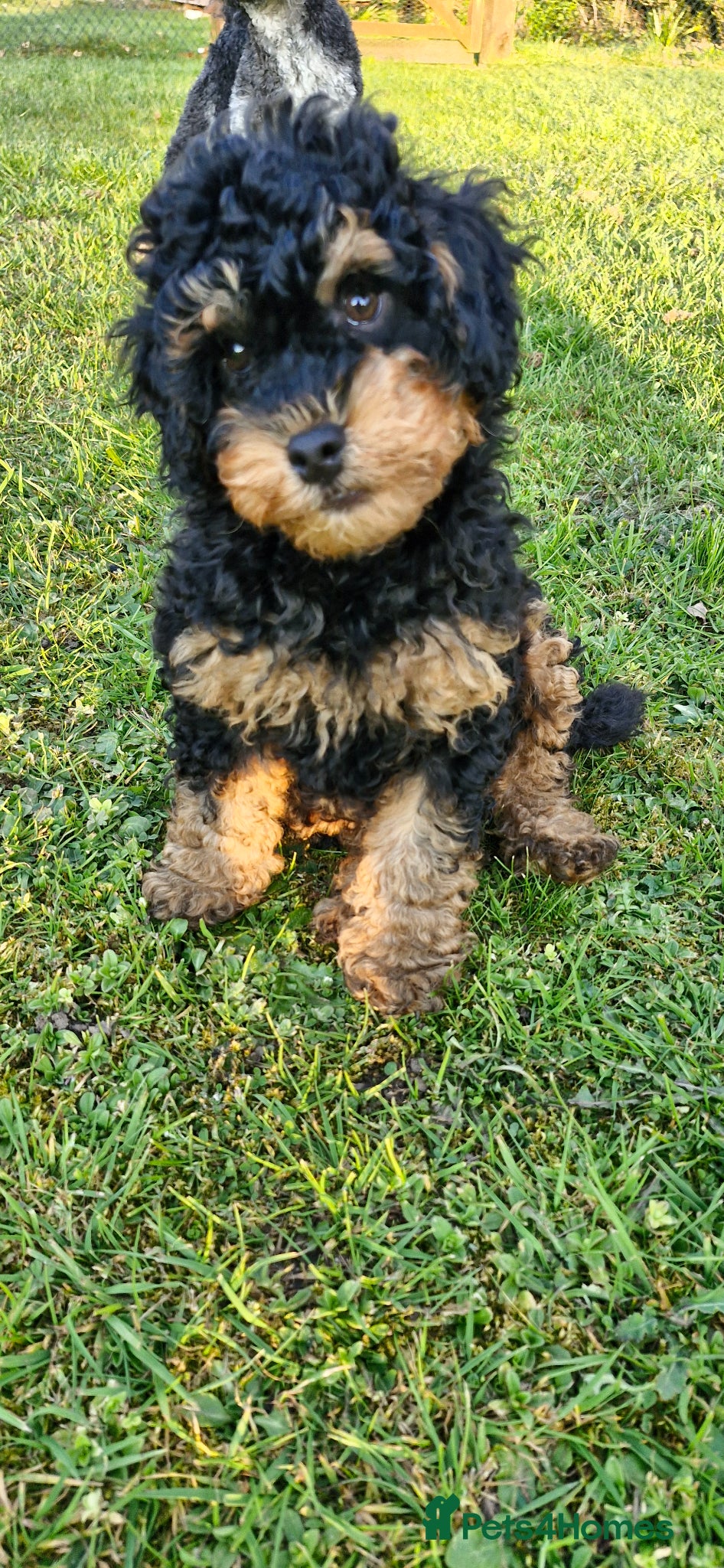 Cavapoo dogs Gorgeous f1bb Cavapoo pups. Health tested parents  - Advert 4