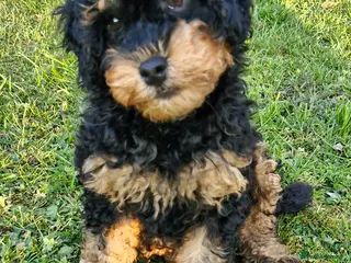 Cavapoo dogs Gorgeous f1bb Cavapoo pups. Health tested parents - Advert 4