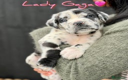 Mixed Breed dogs for sale: Mastiff pups available  - Image 2