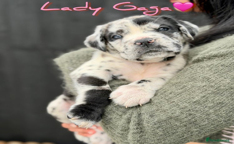 Mixed Breed dogs - Advert 4