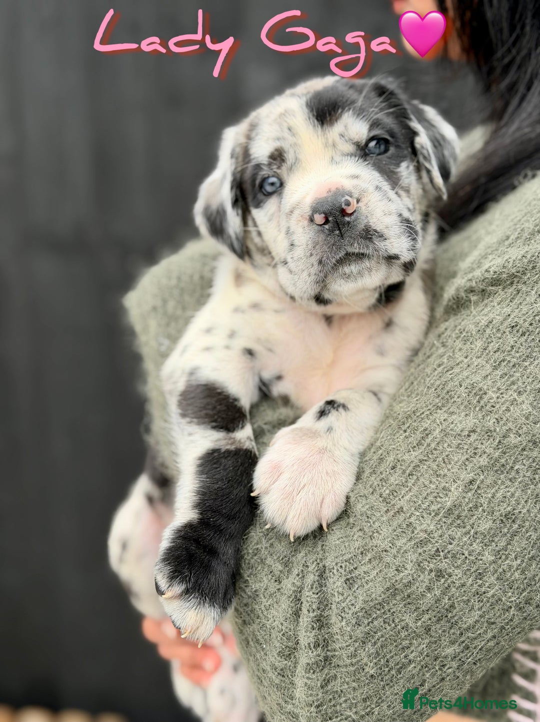 Mixed Breed dogs for sale: Mastiff pups available  - Image 2