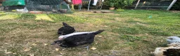 Chickens poultry for sale: La fleche and aracauna chicks - Advert 3