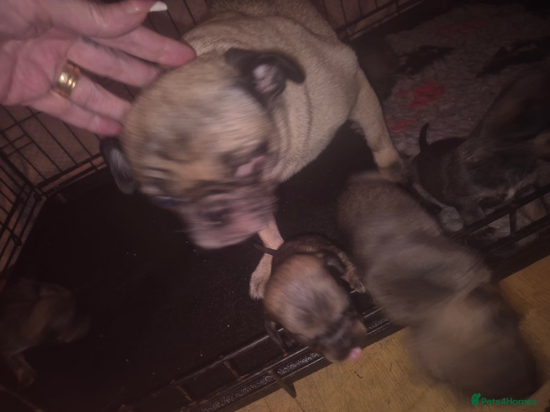 Mixed Breed dogs for sale: Dawg Pups (Dash × pug pups) - Image 2