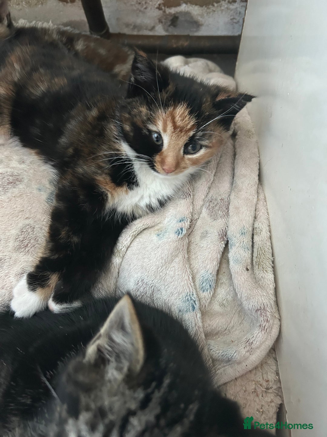 Mixed Breed cats for sale: Three beautiful kittens - Advert 9