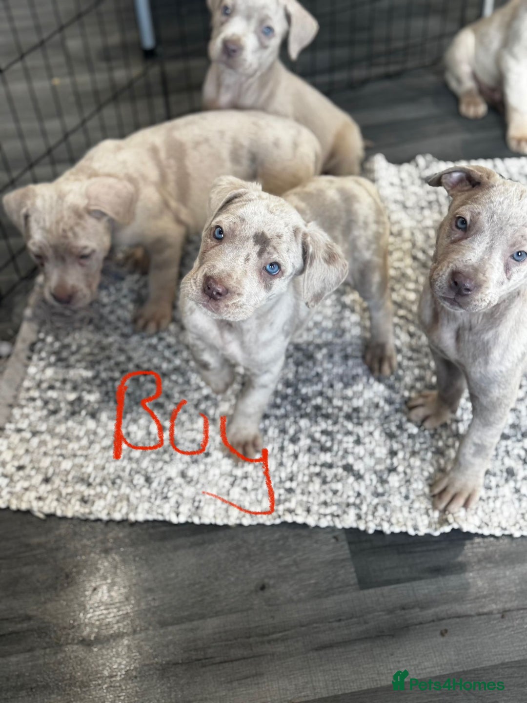 Cane Corso dogs for sale: Cane corso pups  - Image 8