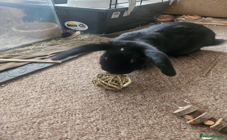 Mini Lop rabbits - Advert 9