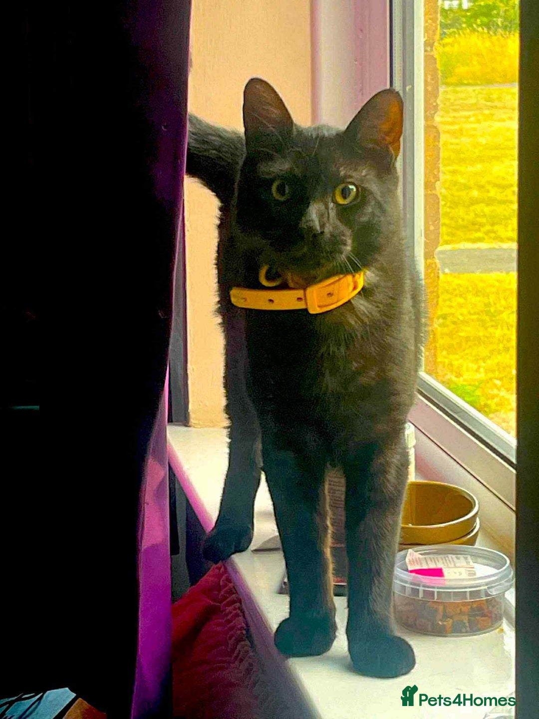 Egyptian Mau cats for sale: Beautiful Male Egyptian Mau x Kitten for Rehoming - Image 4