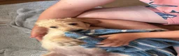 Labradoodle dogs for sale: Stunning Labradoodle puppies - Advert 11