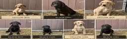 Labrador Retriever dogs for sale: OUTSTANDING LITTER OF BLACK & YELLOW PUPPIES - Advert 1