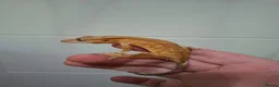 Gecko reptiles for sale: 3 crested geckos for sale  - Advert 6