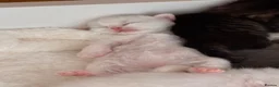 Mixed Breed cats for sale: Pure white male Turkish Angora/Domestic Short Hair - Advert 38