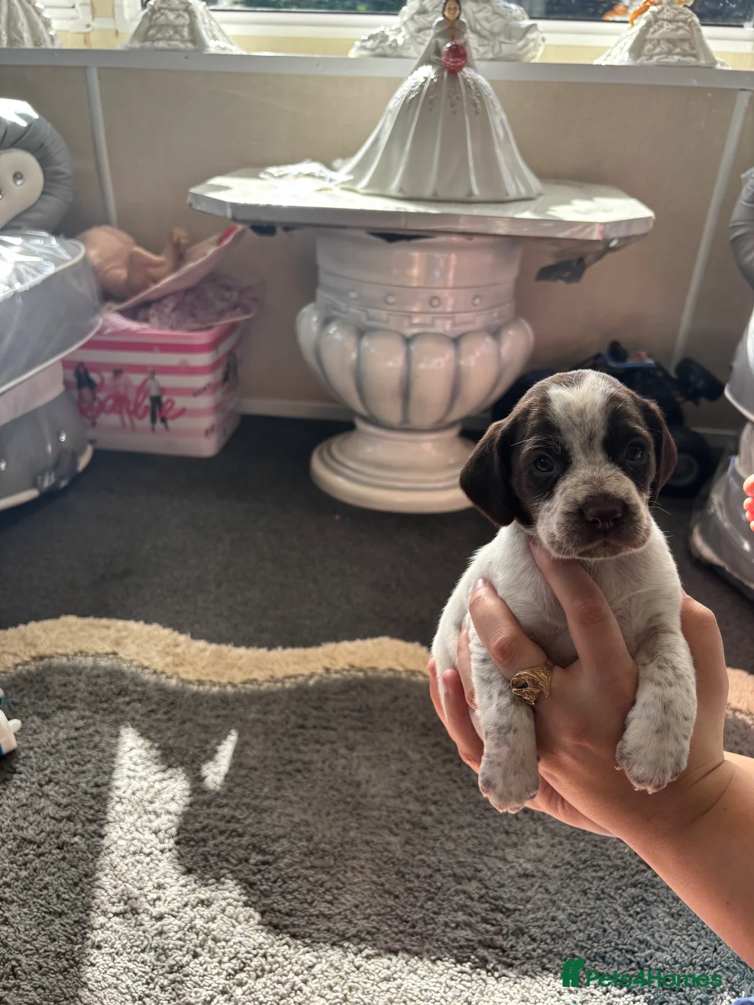 Cocker Spaniel dogs for sale: Cocker spaniel puppy for sale  in Sittingbourne - Advert 2