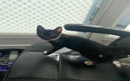 Mixed Breed cats for sale: Kitten for sale  - Image 1