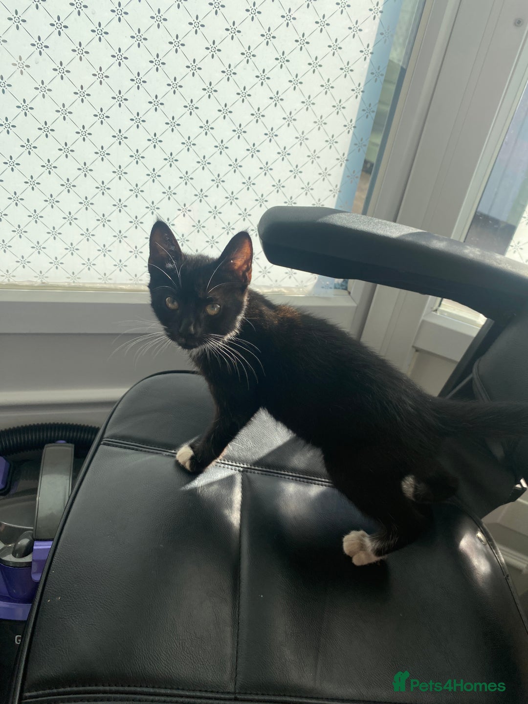 Mixed Breed cats for sale: Kitten for sale  - Image 1