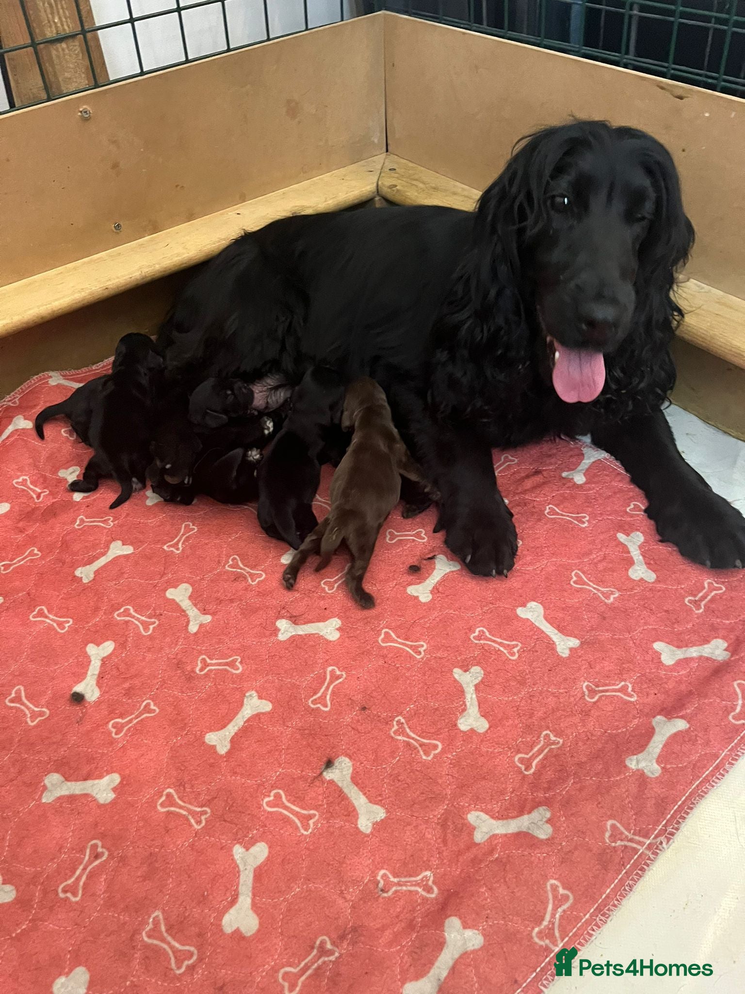 Cocker Spaniel dogs Gorgeous show cocker spaniel puppies  - Advert 5