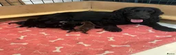 Cocker Spaniel dogs for sale: Gorgeous show cocker spaniel puppies  - Advert 1