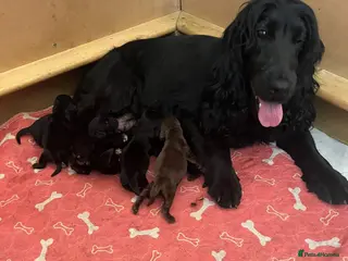Cocker Spaniel dogs Gorgeous show cocker spaniel puppies - Advert 3