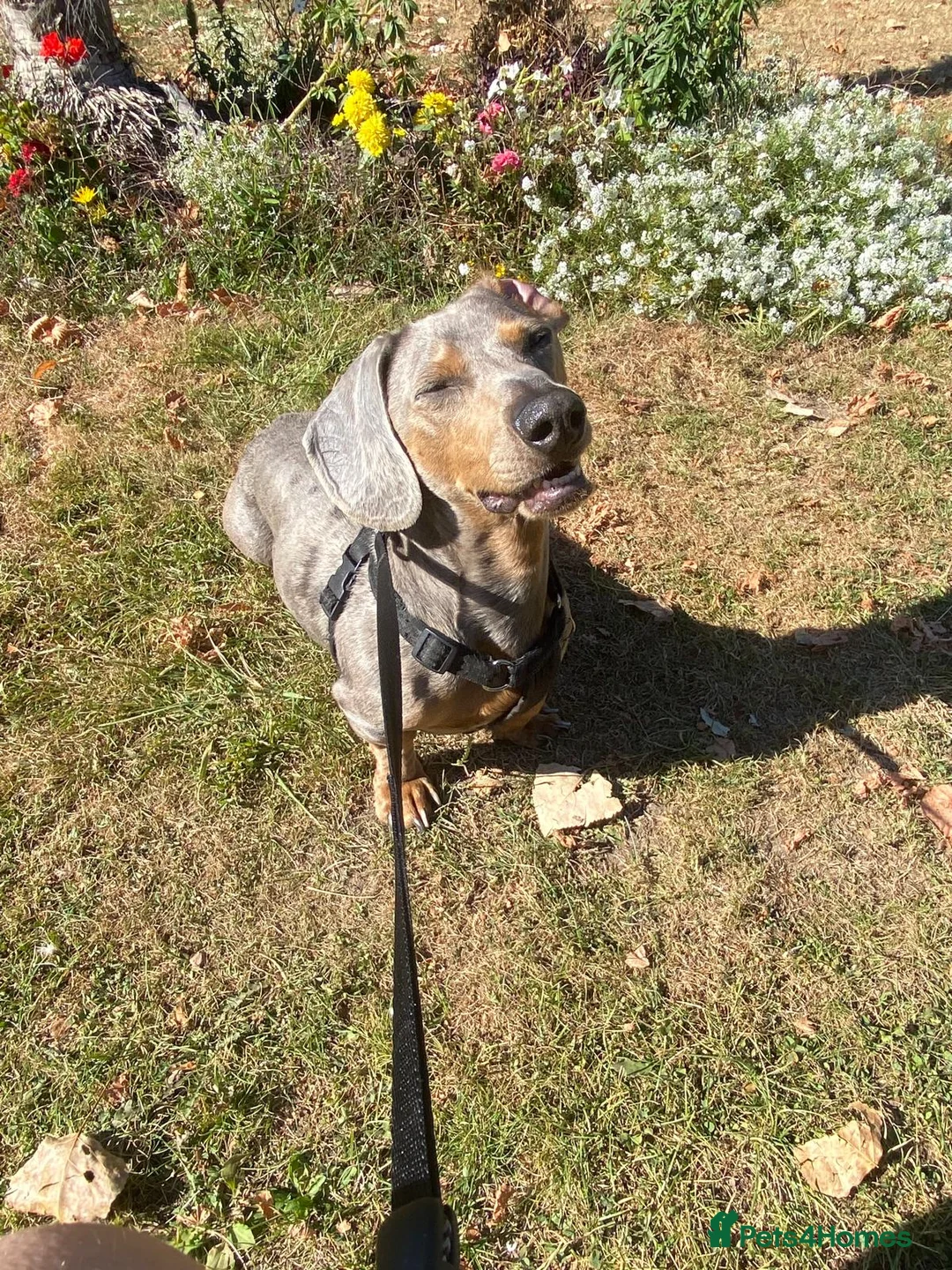 Dachshund dogs for sale: 5 year old male dachshund  in Banbury - Advert 2