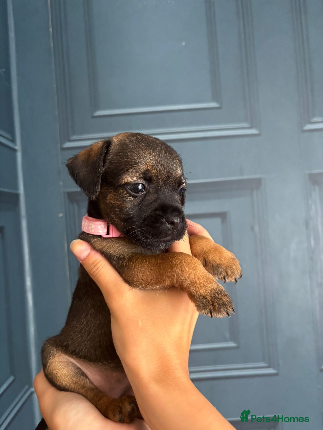 Border Terrier dogs for sale: Slem clear stunning boarder terrier puppies  - Image 11