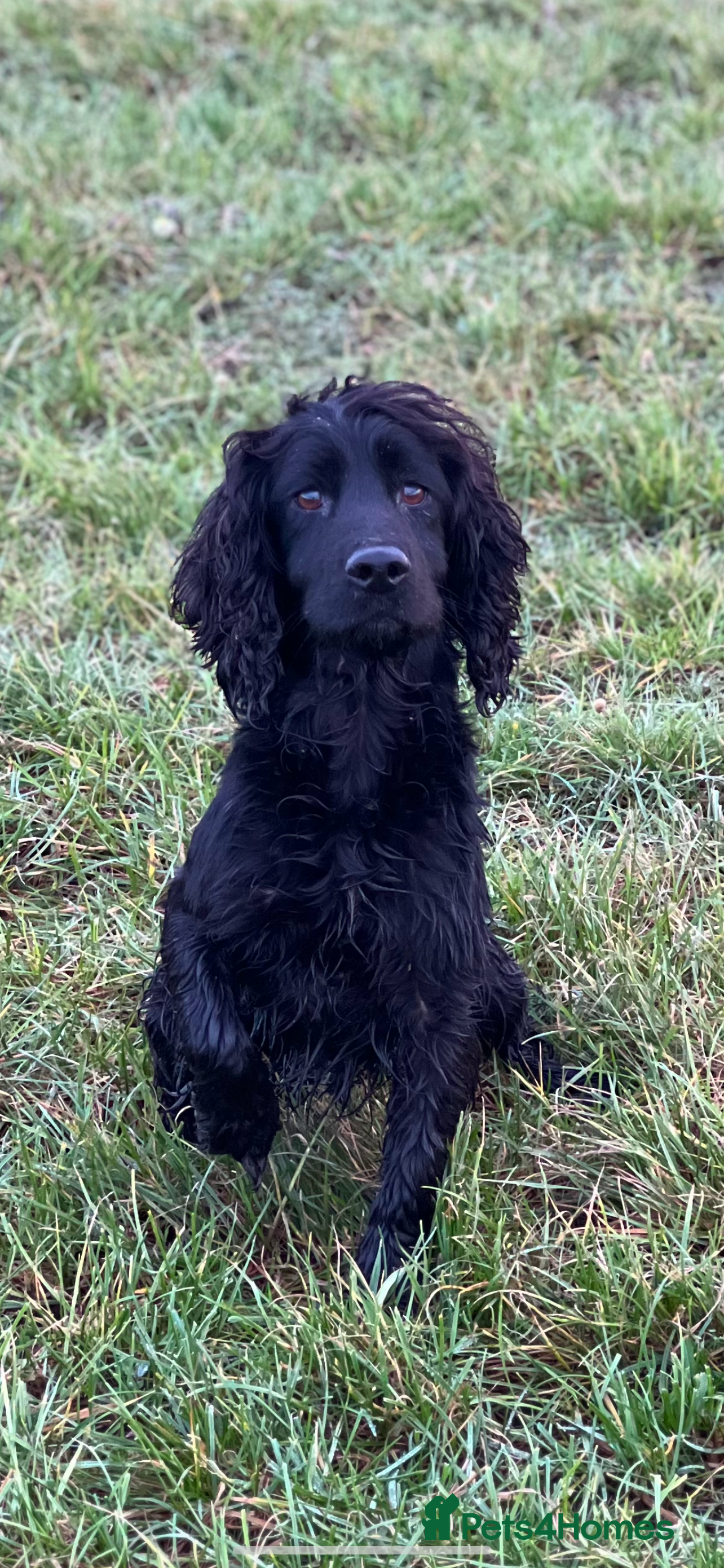 Cocker Spaniel dogs Fully health tested cocker stud dog in Preston - Advert 5