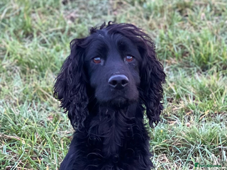 Cocker Spaniel dogs in Preston - Advert 6