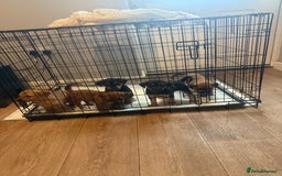 Mixed Breed dogs for sale: Rottweiler cross saluki puppies  - Image 4