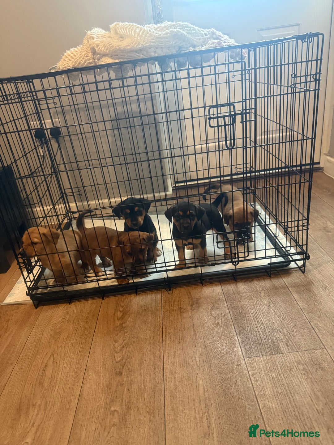 Mixed Breed dogs for sale: Rottweiler cross saluki puppies  - Image 4