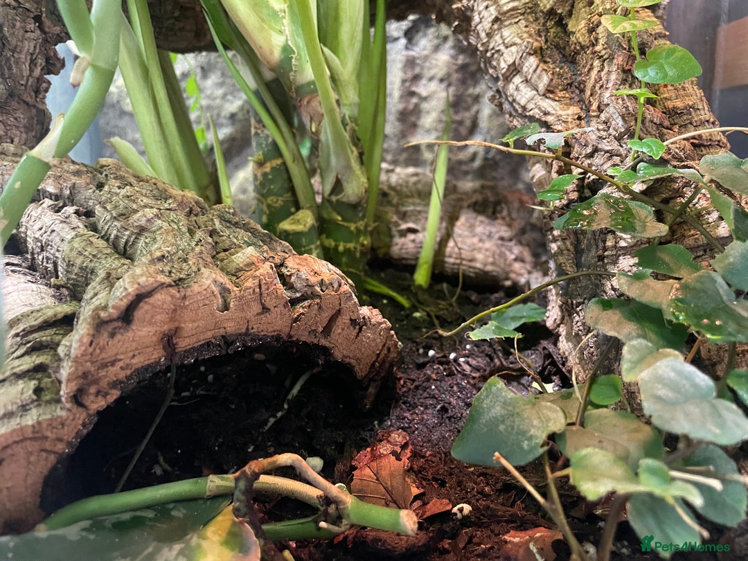 Gecko reptiles for sale: Full Bio Active set up with Crested Gecko - Image 4