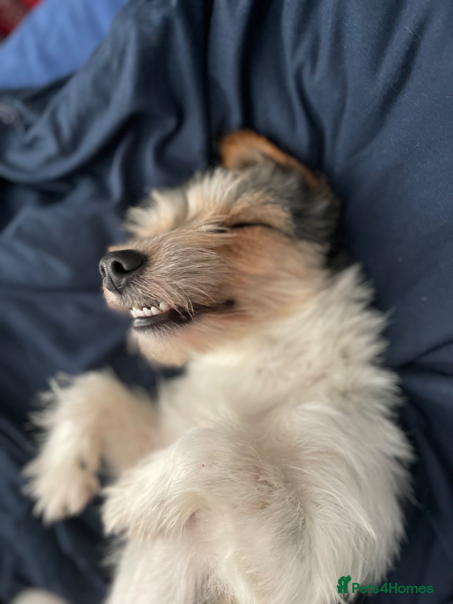 Jackapoo dogs for sale: Buster in Kidderminster - Advert 7