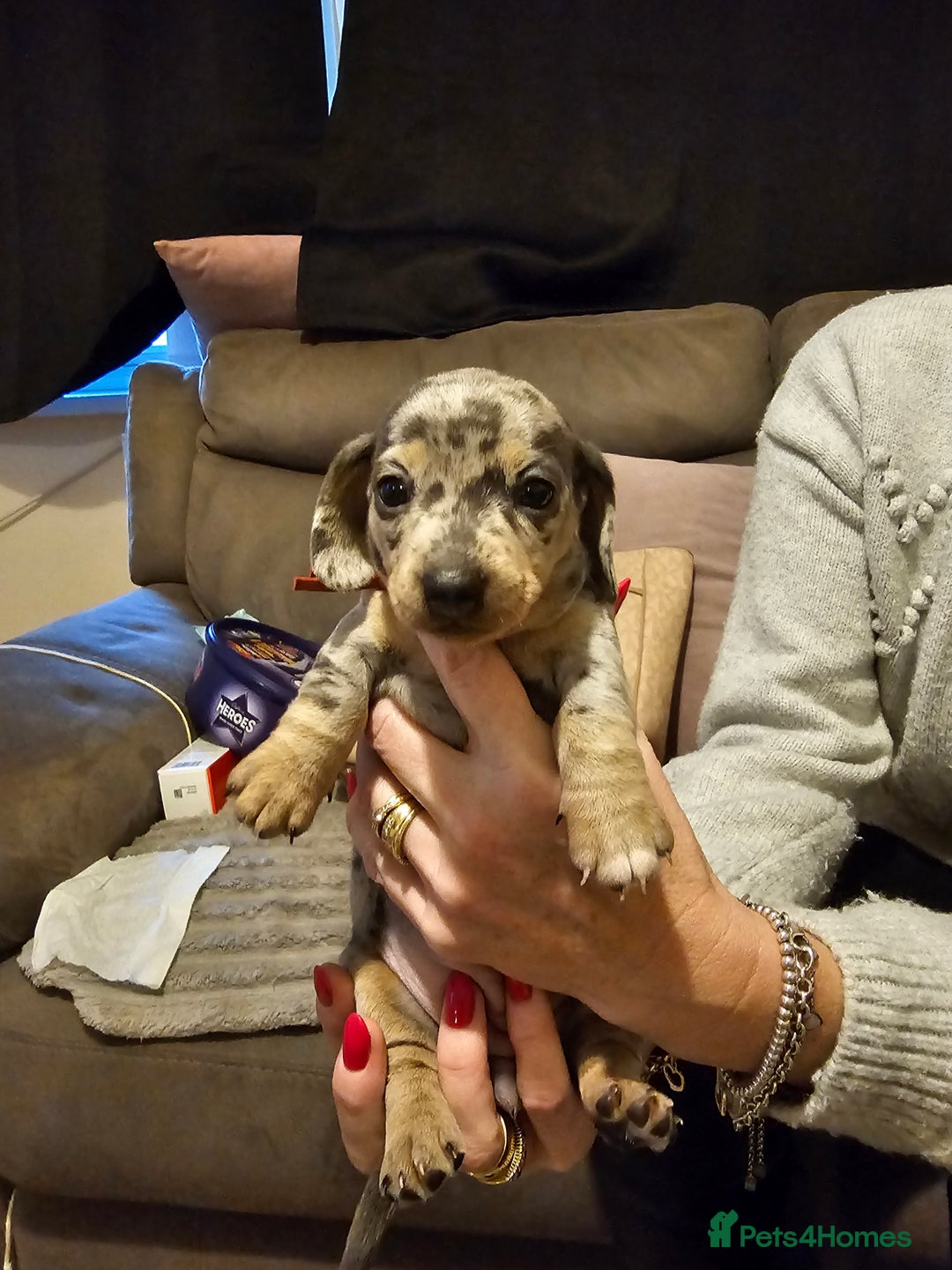 Miniature Dachshund dogs for sale: Beautiful miniature dachshund pups - Advert 5