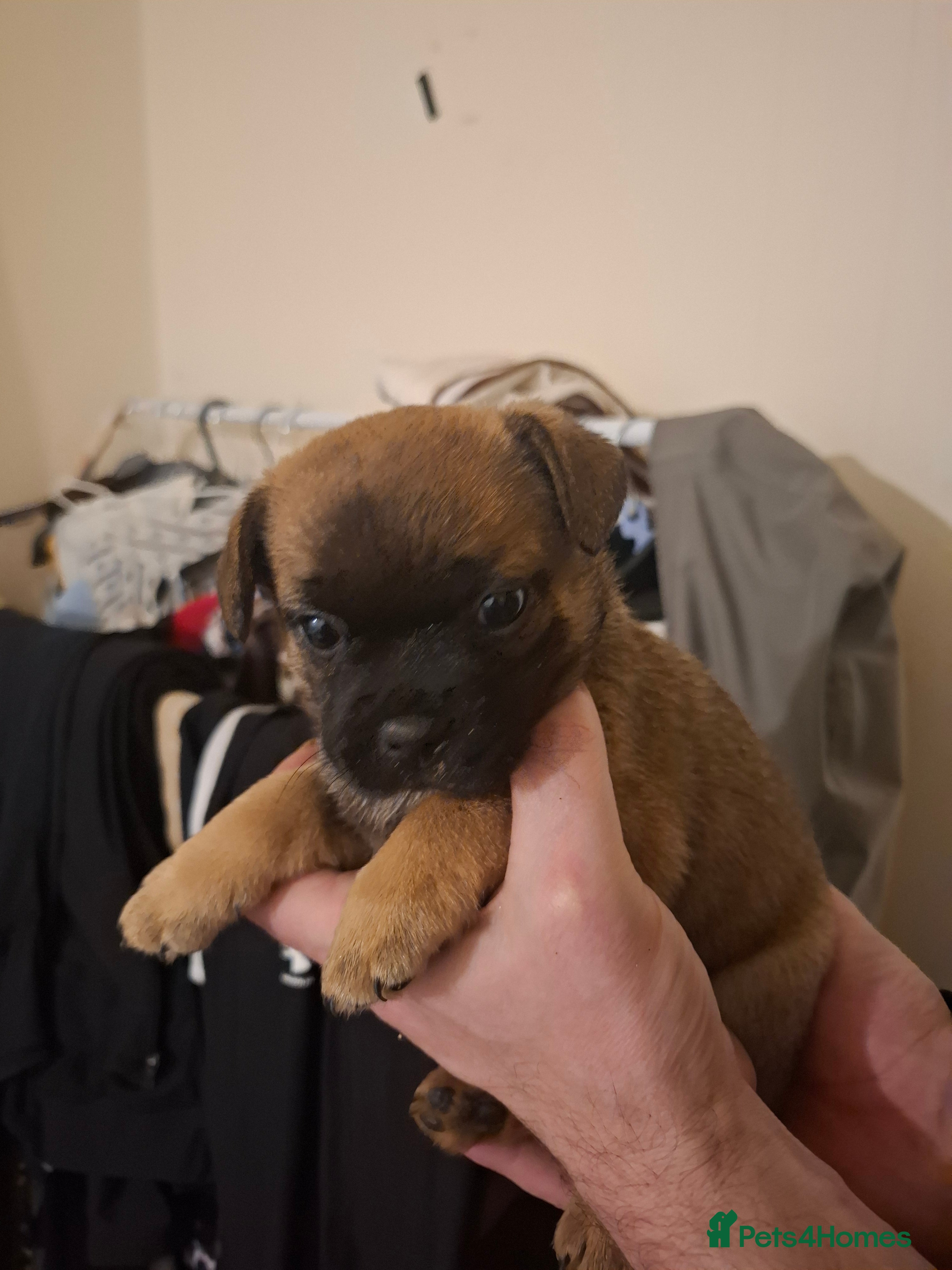 Mixed Breed dogs Hybrid breed in Lincoln - Advert 1