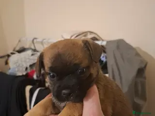 Mixed Breed dogs Hybrid breed in Lincoln - Advert 1