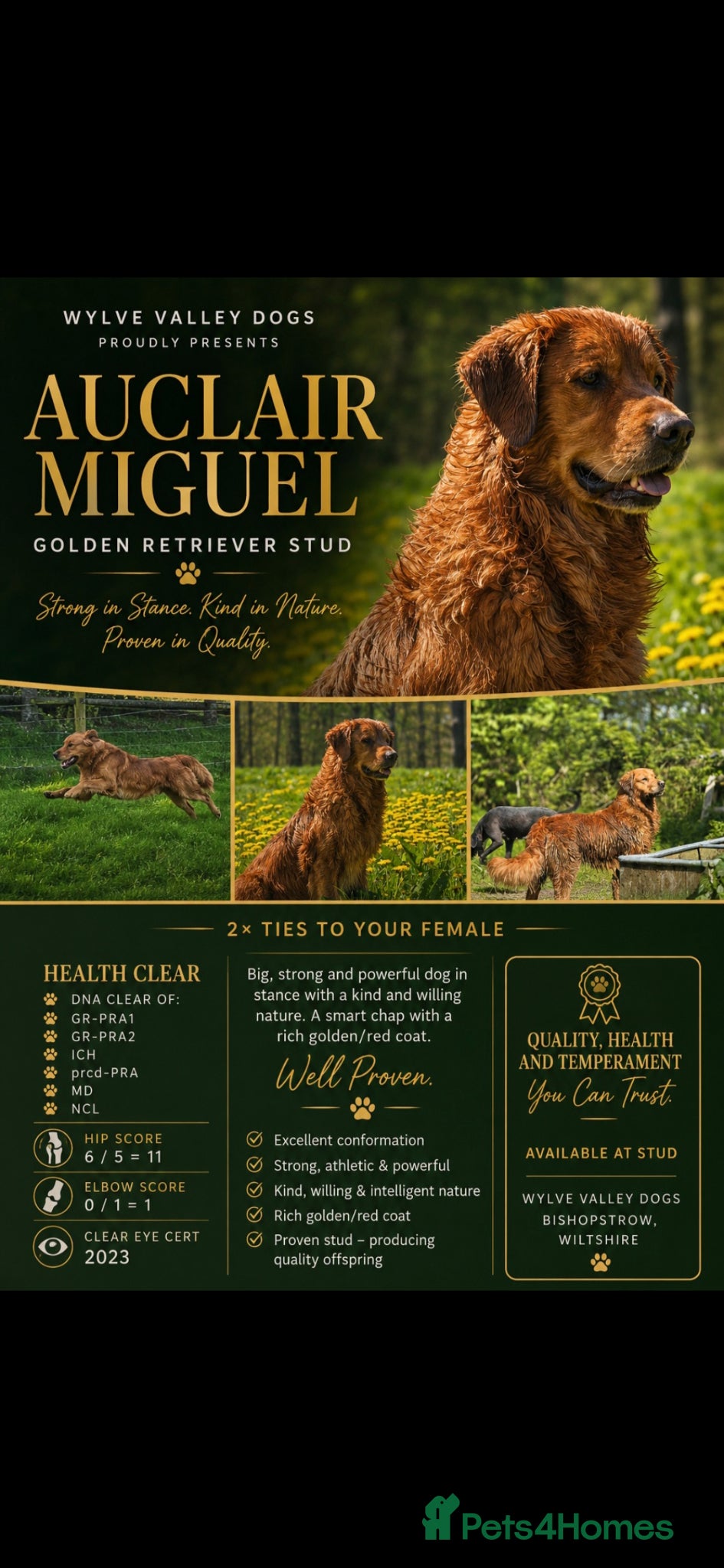 Golden Retriever dogs Golden retriever at stud - Advert 11