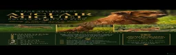 Golden Retriever dogs for stud: Golden retriever at stud - Advert 1