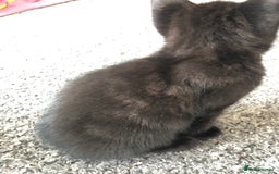 British Shorthair cats for sale: 🐾 A Rare Band of Ghost Tabby Kittens 🐾 - Image 24
