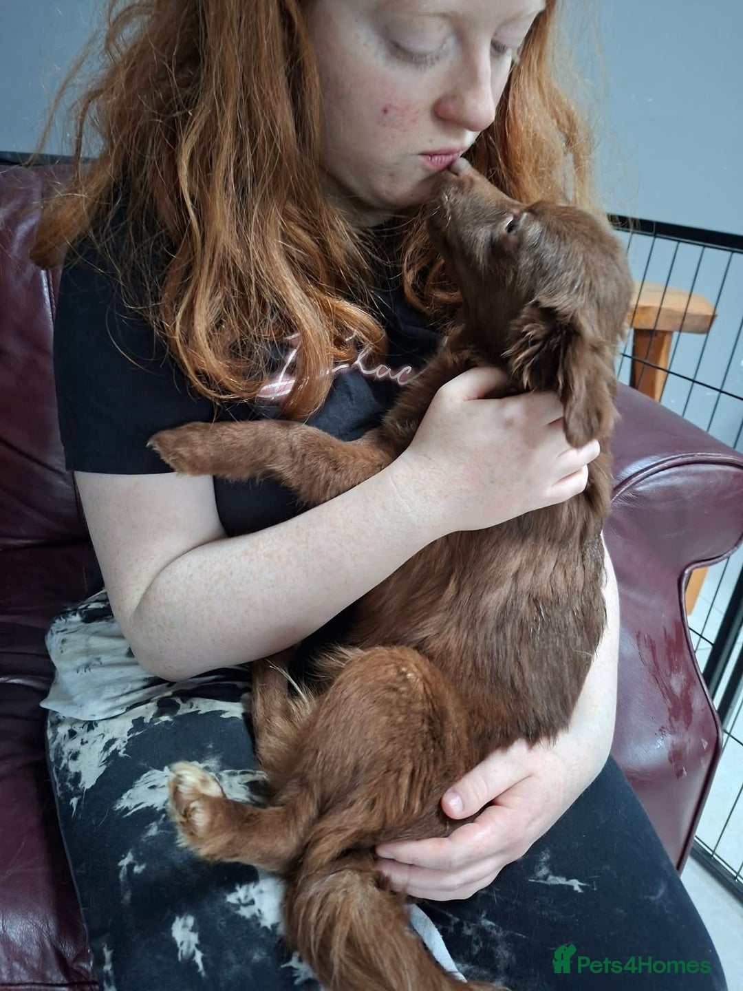 Mixed Breed dogs for adoption: Bear - North Walsham Norfolk  - Advert 8